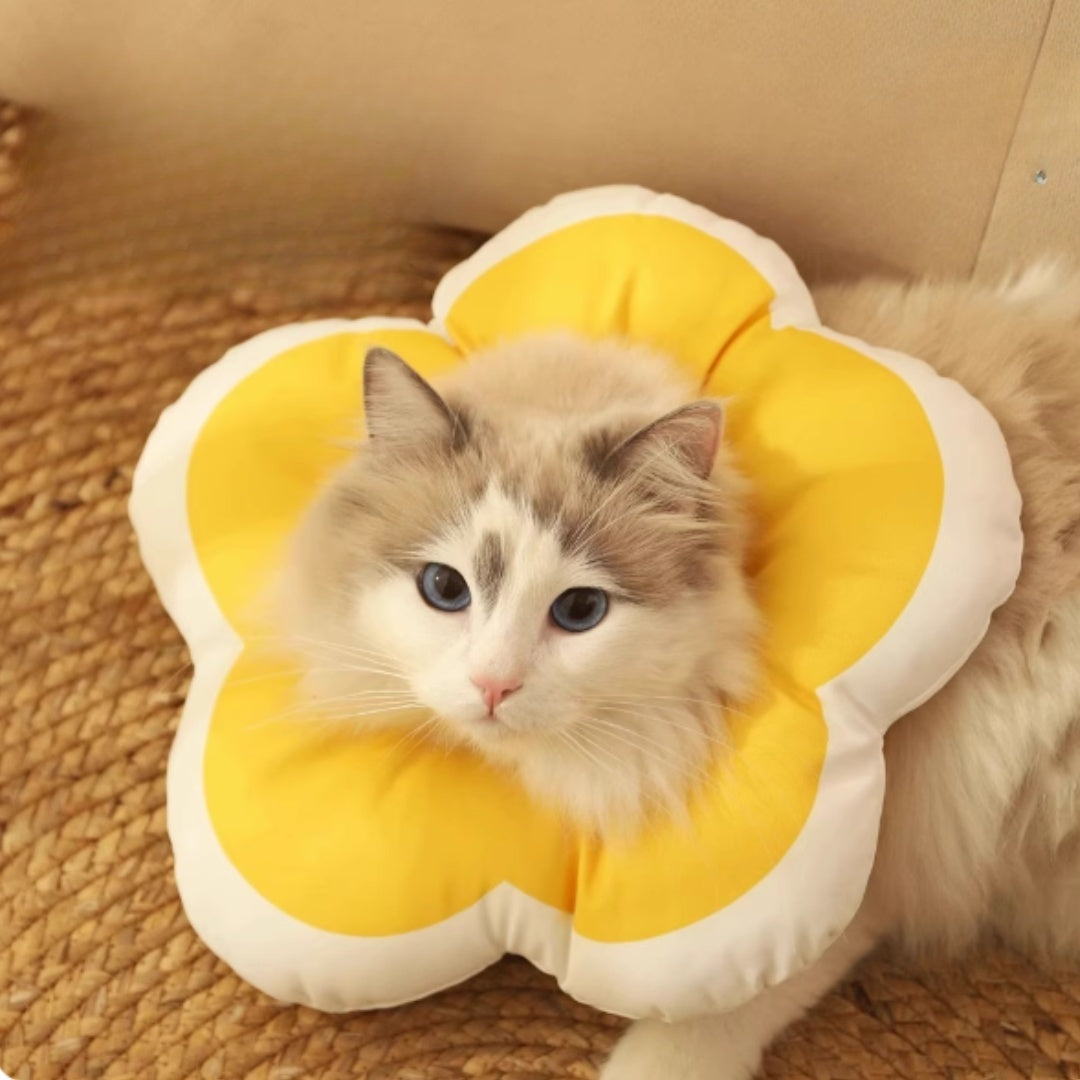 防舔頸圈