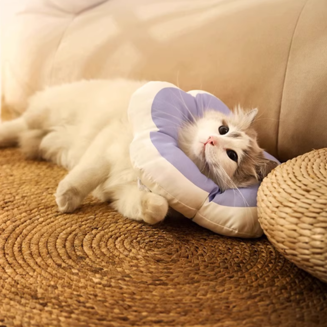防舔頸圈