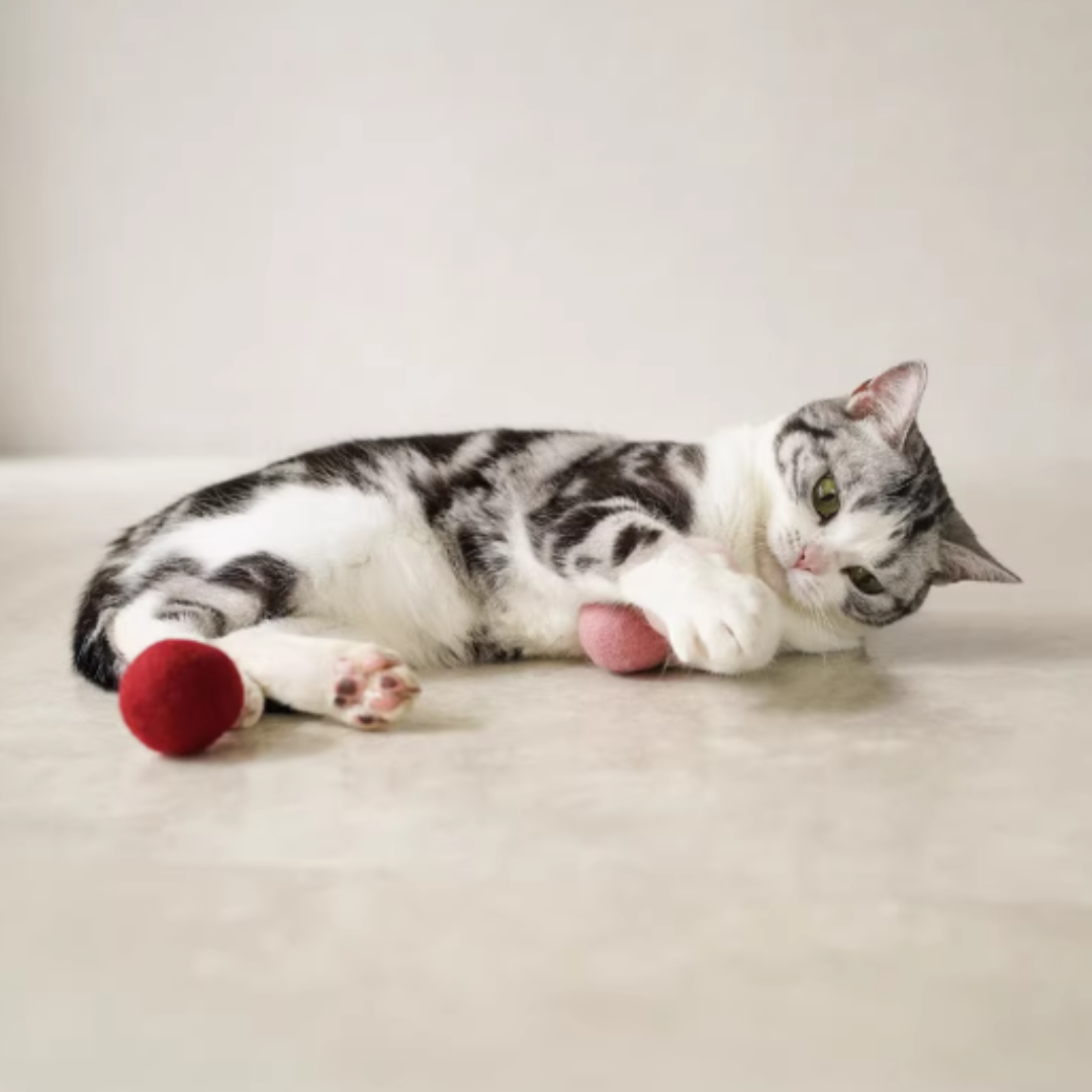 Gari Gari Mofu 100% 羊毛球 (三個裝)